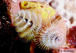 This photo was taken in Nassau while diving on Mike's Ree... by Steven Anderson 